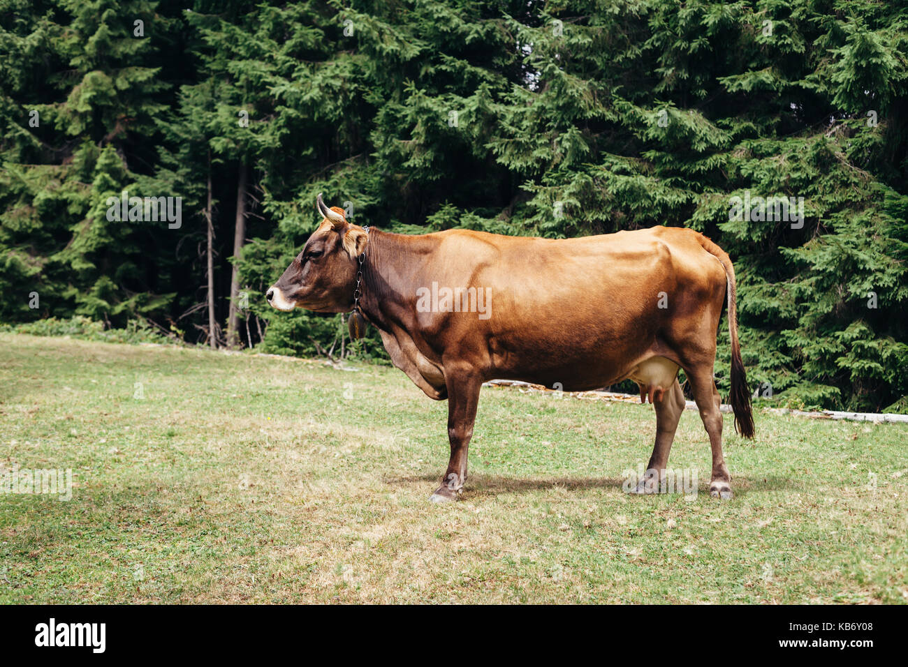 Mucca marrone su un prato in foresta. sfondo animale Foto Stock