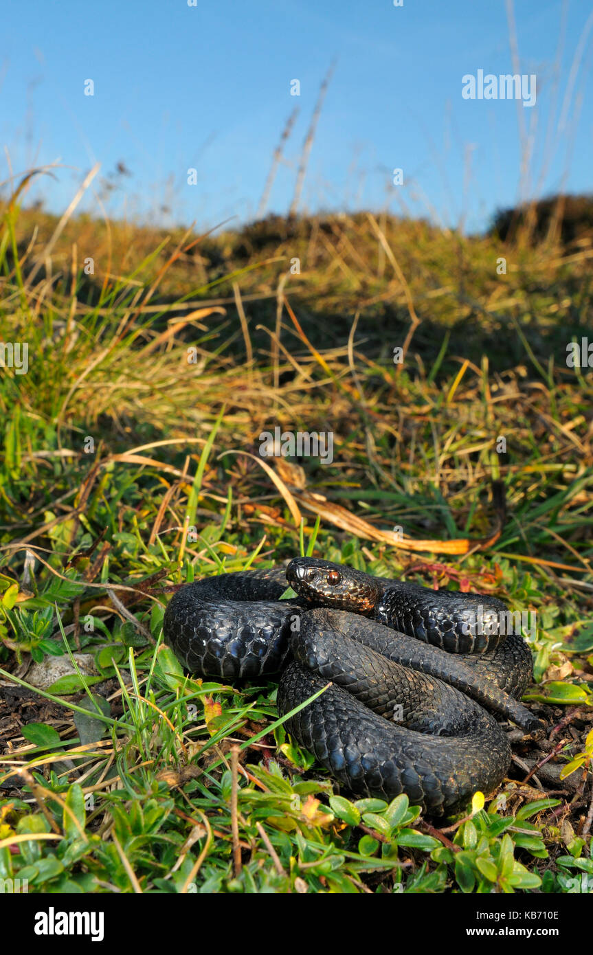 Politica europea comune in materia di sommatore (Vipera berus) melanistic uno sdraiati sull'erba, italia, trentino Foto Stock