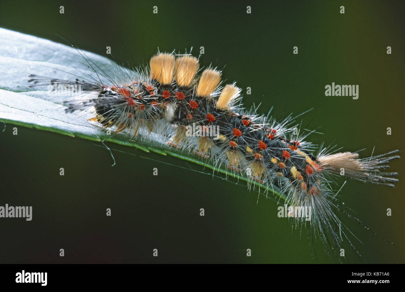 Vaporer (orgyia antiqua) caterpillar su una foglia, Belgio Foto Stock