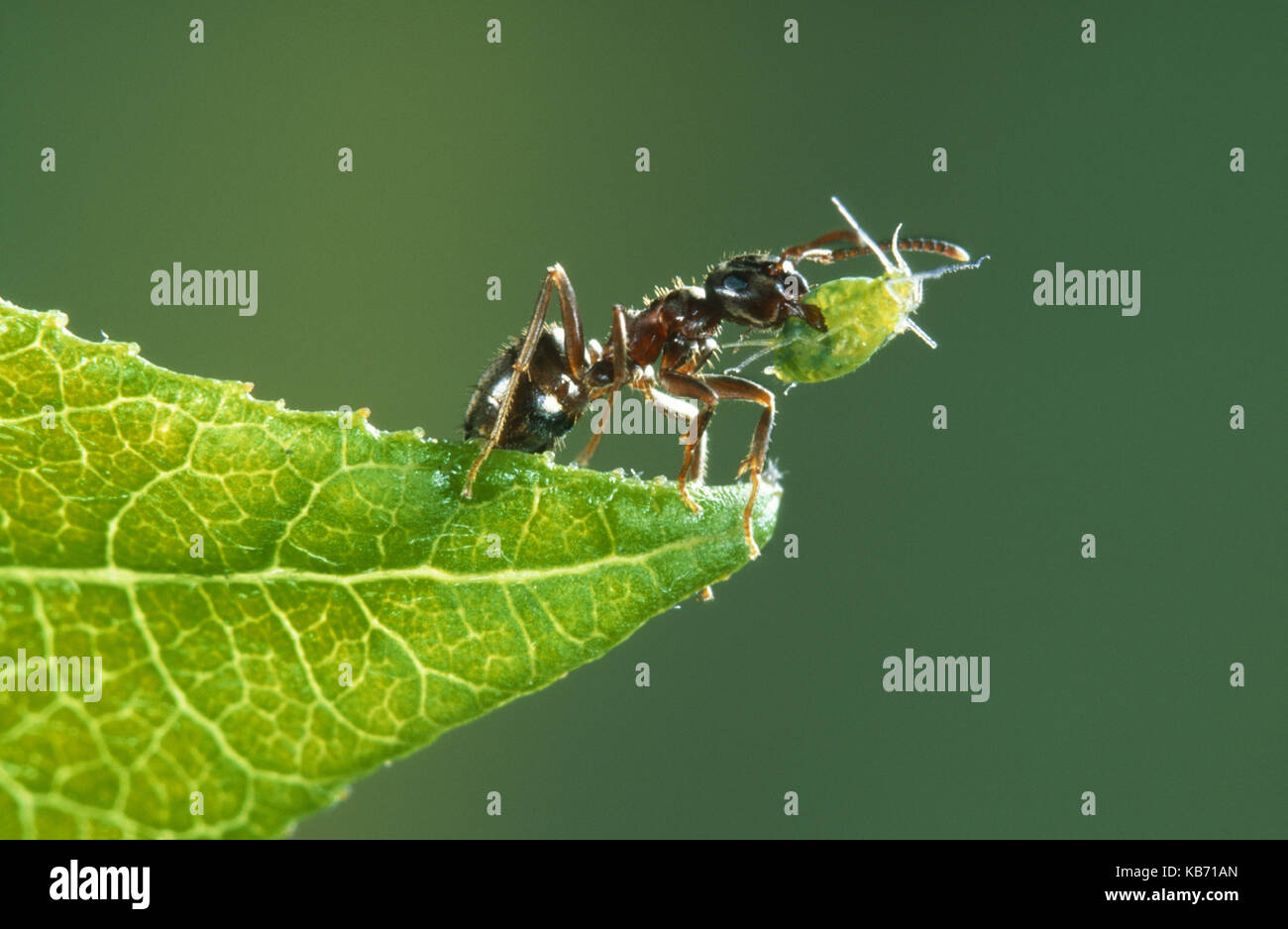 Nero Garden ant (lasius niger) su una foglia, portante un afide nelle sue ganasce, Belgio Foto Stock