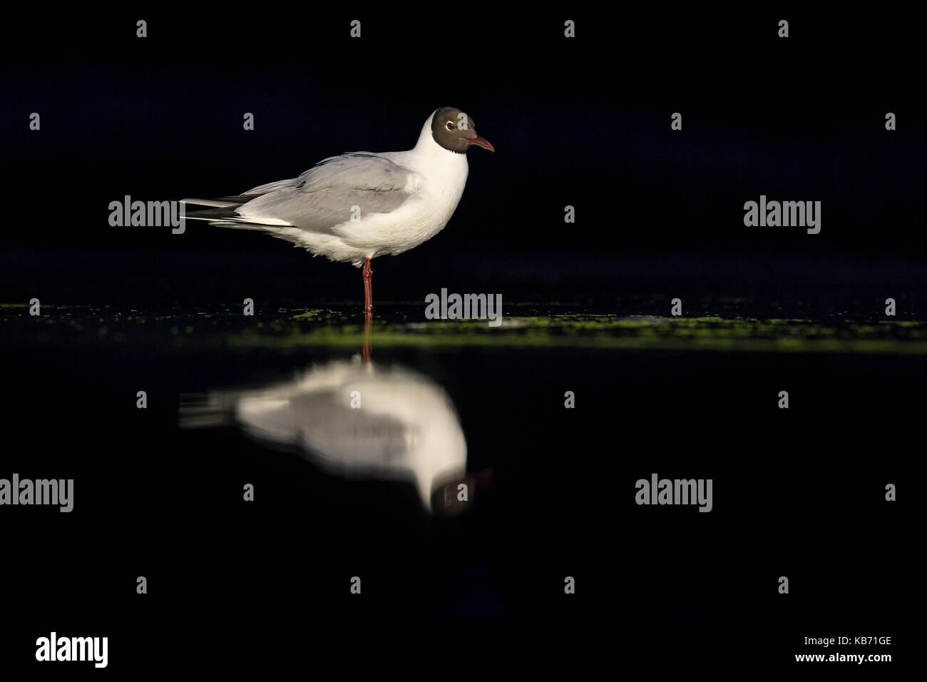 A testa nera (gabbiano chroicocephalus ridibundus) in piedi in acqua poco profonda di notte, Ungheria, bacs-Kiskun, kiskunsagi parco nazionale Foto Stock