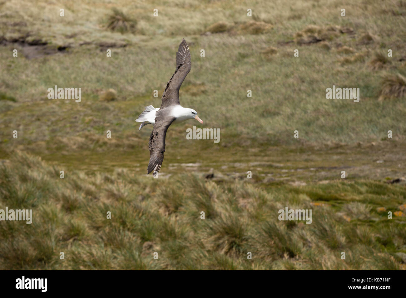 Nero-browed albatross (thalassarche melanophris) in volo su erba tussac (poa flabellata), Isole Falkland, West Point island Foto Stock