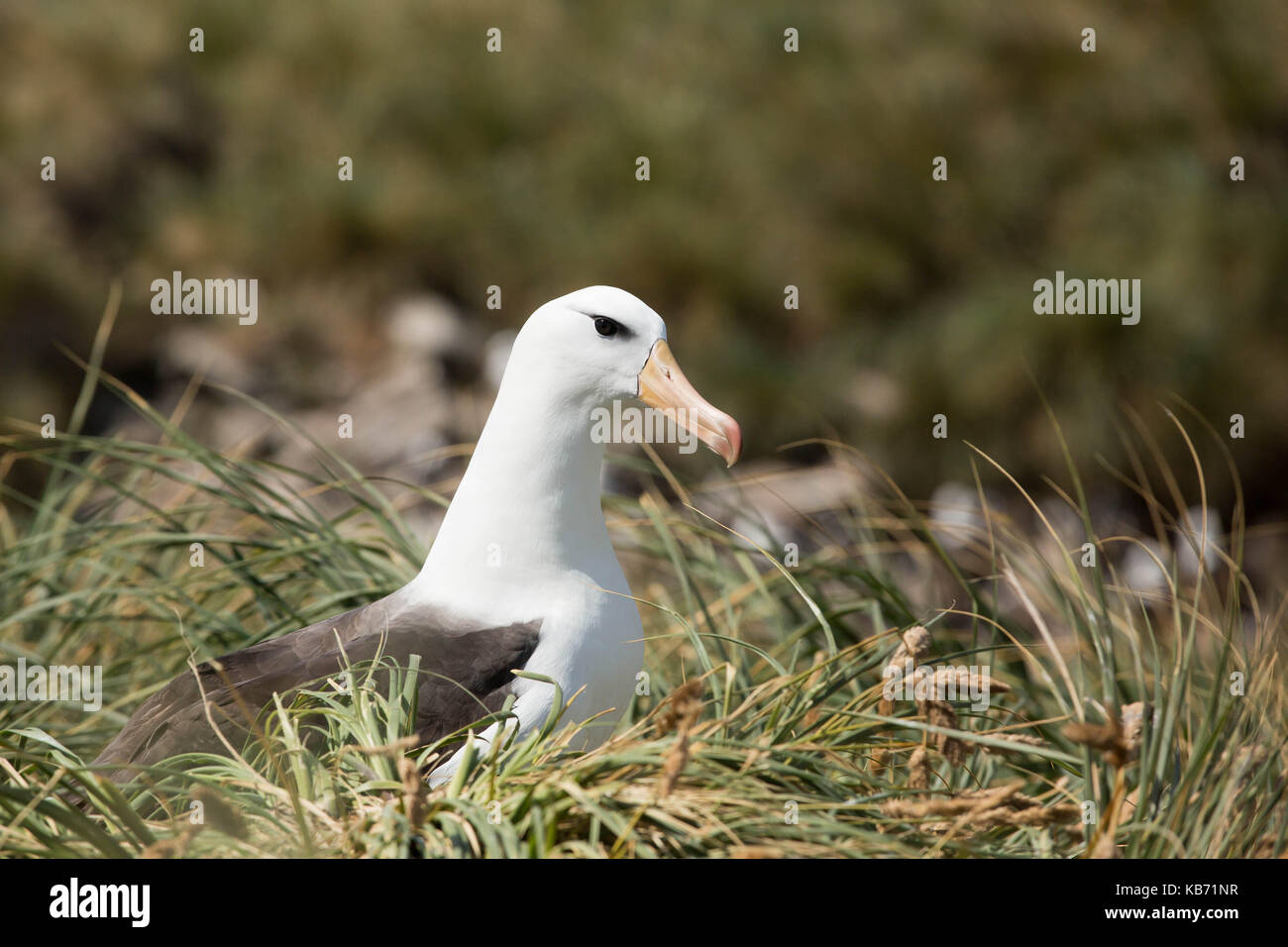 Nero-browed albatross (thalassarche melanophris) in erba tussac (poa flabellata) vicino a Colonia, Isole Falkland, West Point island Foto Stock