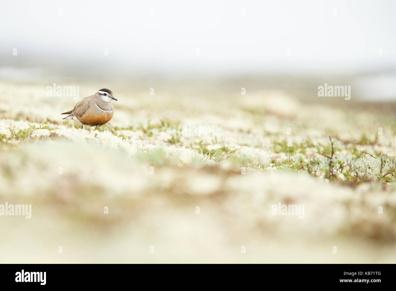 Piviere tortolino (charadrius morinellus) femmina in piedi in habitat, Norvegia, sor-il trondelag Foto Stock