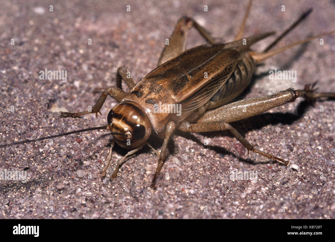 Casa cricket (acheta domestica) nella sabbia, Belgio Foto Stock