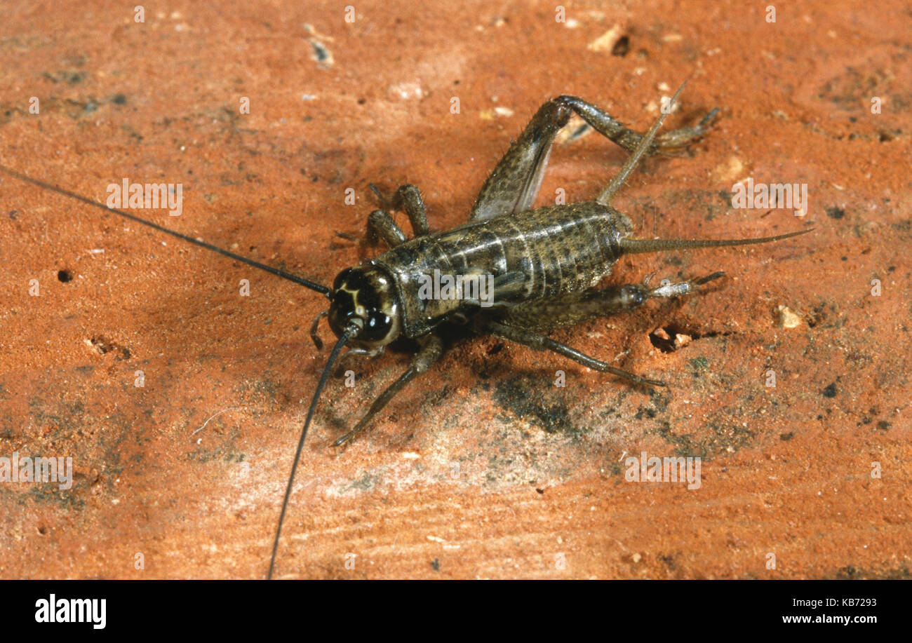 Casa cricket (acheta domestica) su legno, Belgio Foto Stock