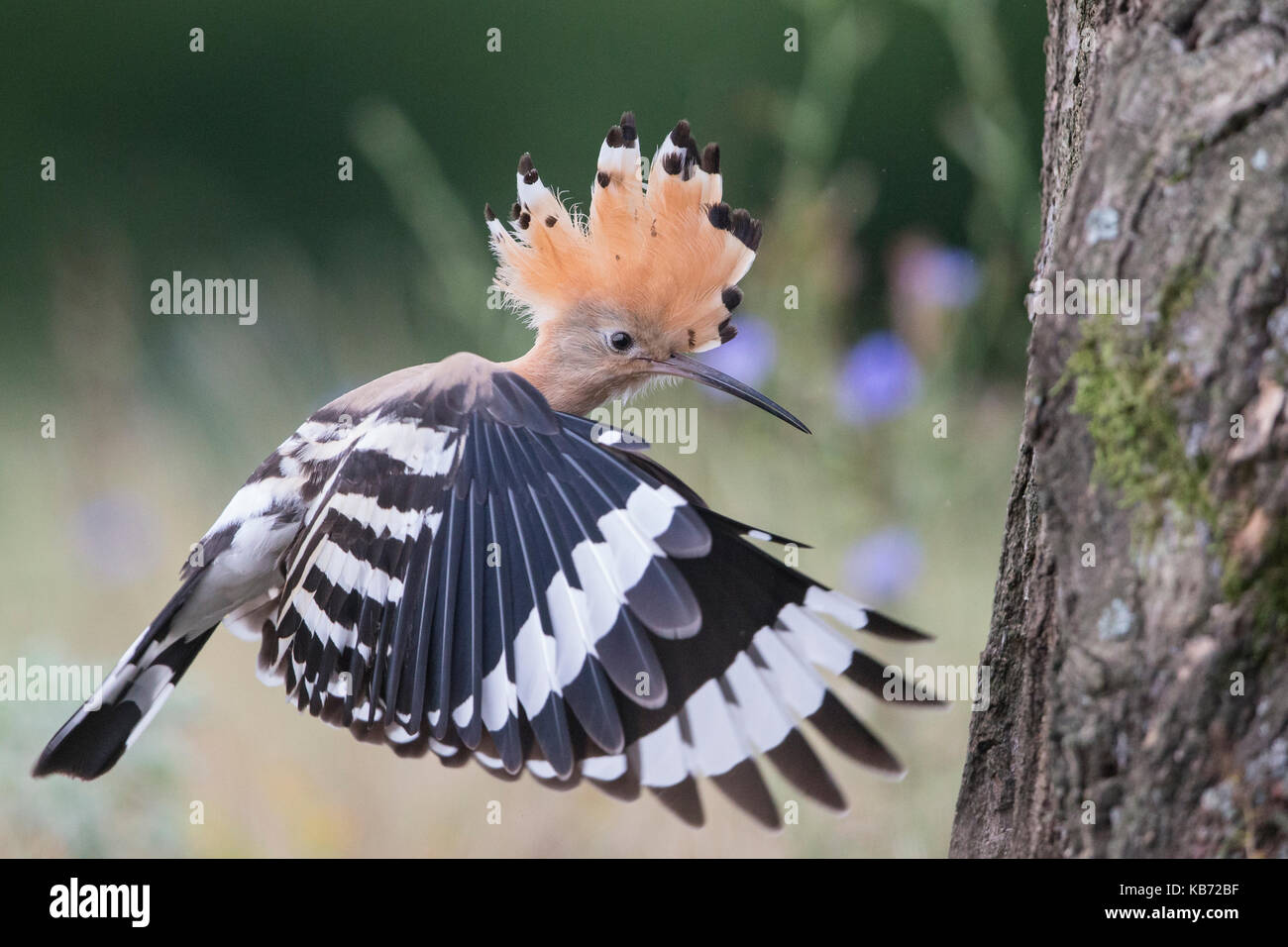 Euarasian Upupa (Upupa epops) volare torna al sito di nido, Ungheria, békés, koros-maros national park Foto Stock
