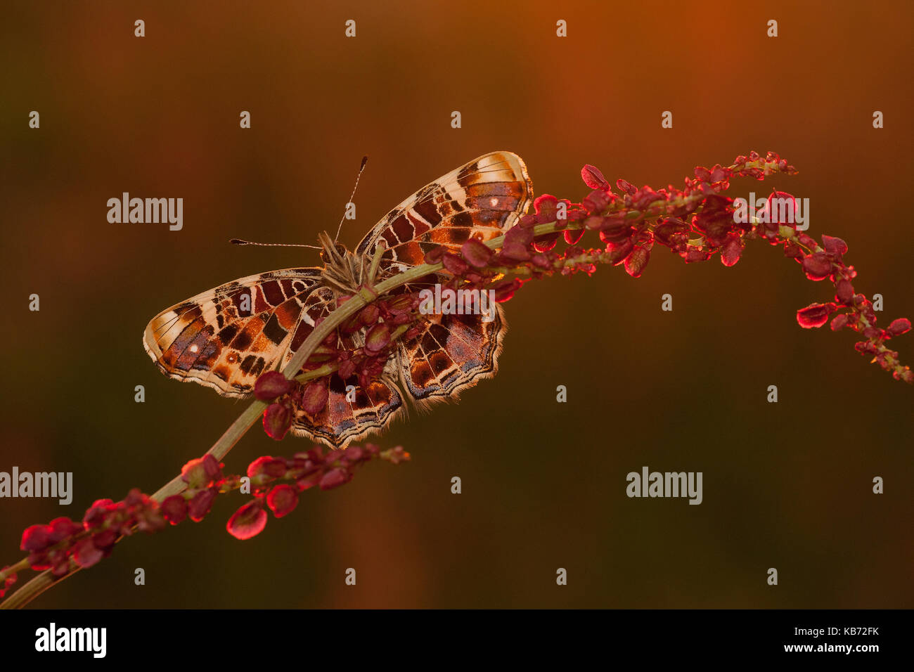 Mappa Butterfly (araschnia levana) seduti al sole su un dock non identificato (Rumex sp), Paesi Bassi Overijssel, vriezenveen, engbertsdijksvenen Foto Stock