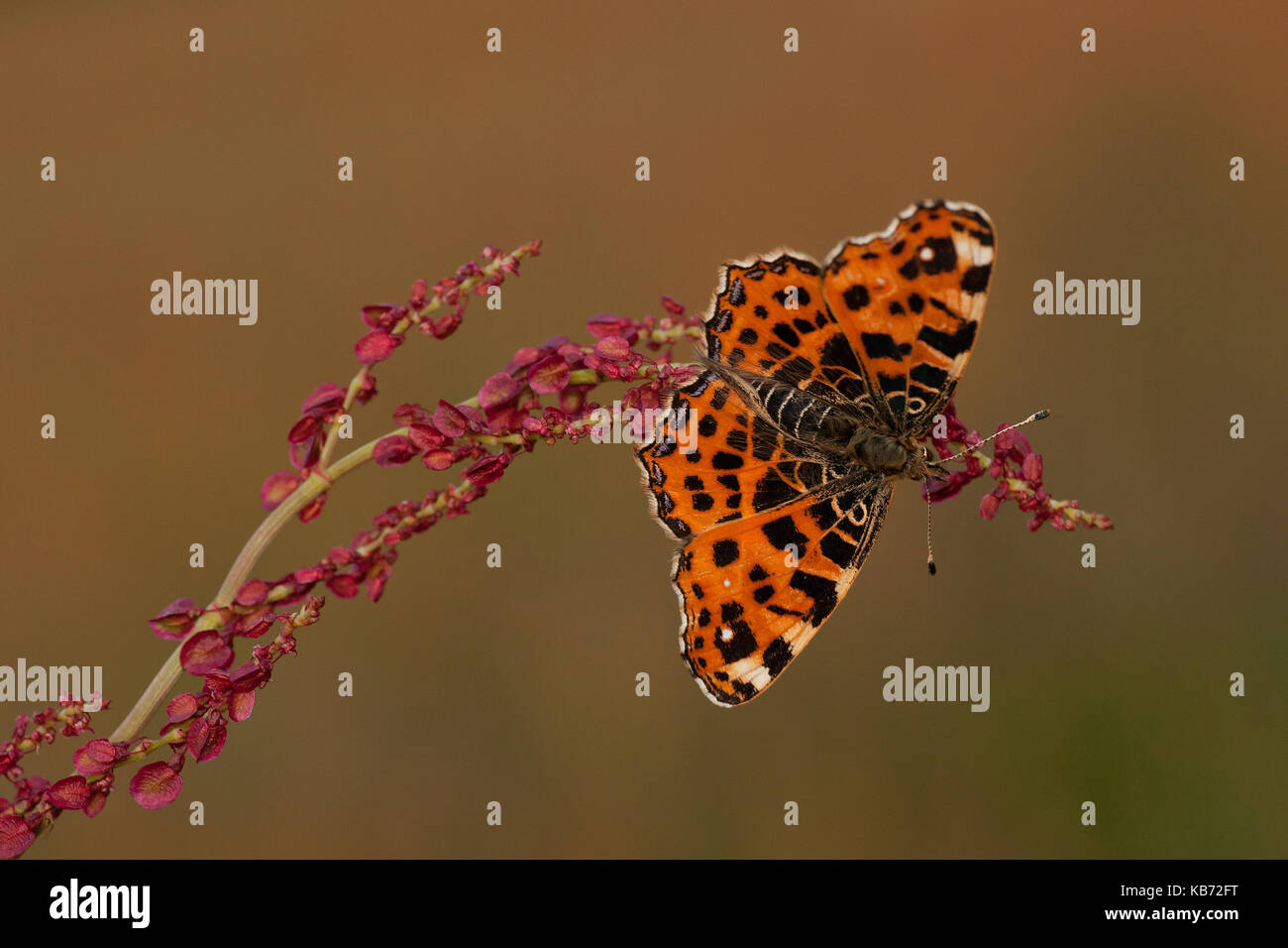 Mappa Butterfly (araschnia levana) seduti al sole su un dock non identificato (Rumex sp), Paesi Bassi Overijssel, vriezenveen, engbertsdijksvenen Foto Stock