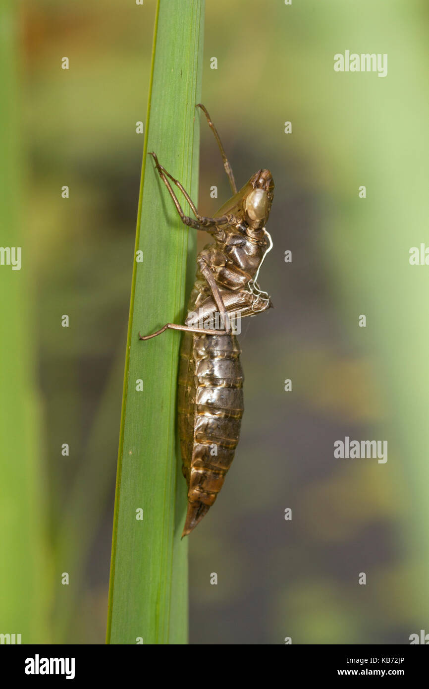 Svuotare l'imperatore libellula (anax imperator) nymphal caso su una foglia di iris accanto ad un laghetto, Regno Unito, devon, poco bradley stagni riserva naturale Foto Stock