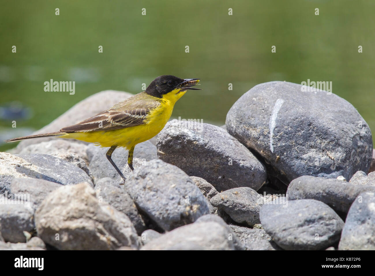 A testa nera wagtail (motacilla flava feldegg) mangiare unidentified grasshopper (caelifera sp.), Grecia, LESBO Foto Stock