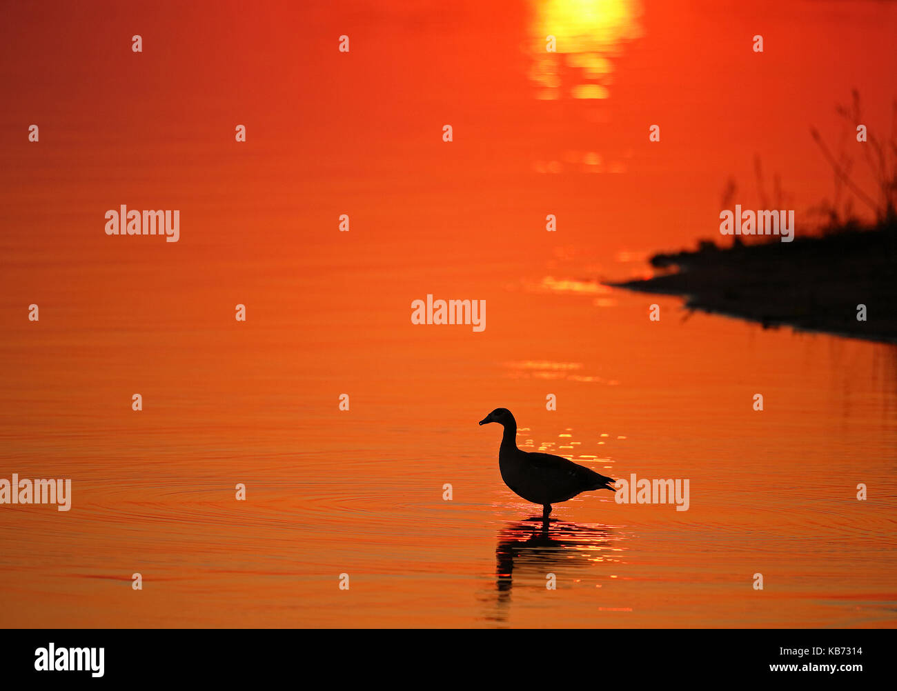 Silhouette di un oca egiziana (alopochen aegyptiacus) in piedi in acqua al tramonto, Sud Africa - Mpumalanga Kruger National Park Foto Stock