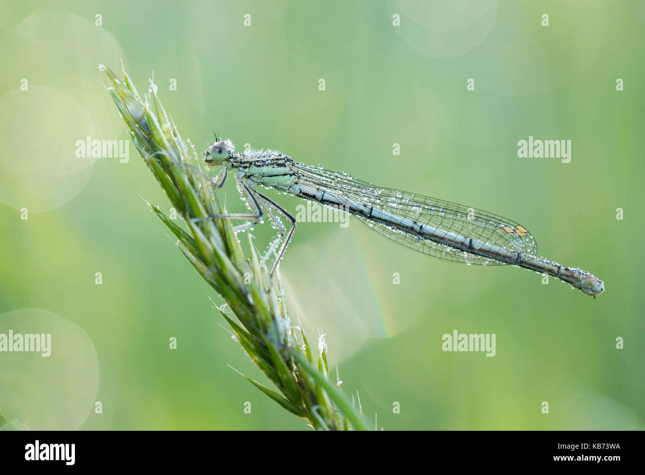Blue featherleg (platycnemis pennipes) in appoggio sull'erba halm, Paesi Bassi Drenthe, drentsche aa-gebied Foto Stock