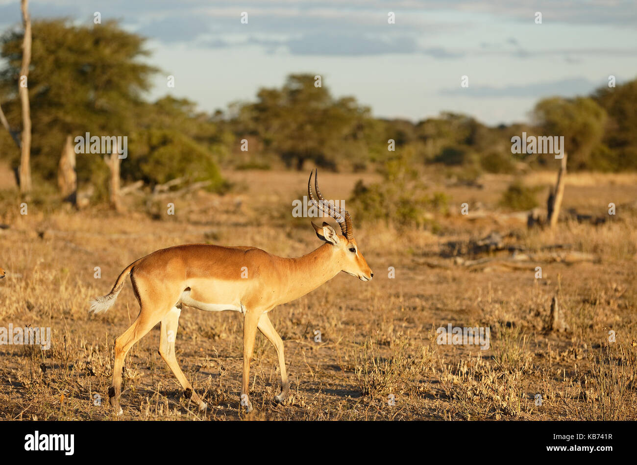 Impala (aepyceros melampus) maschio, pubblicità territoriale, sollevando la coda per mostrare il lato bianco, un comportamento anche associato con il predominio display, Sud Africa - Mpumalanga Kruger National Park Foto Stock