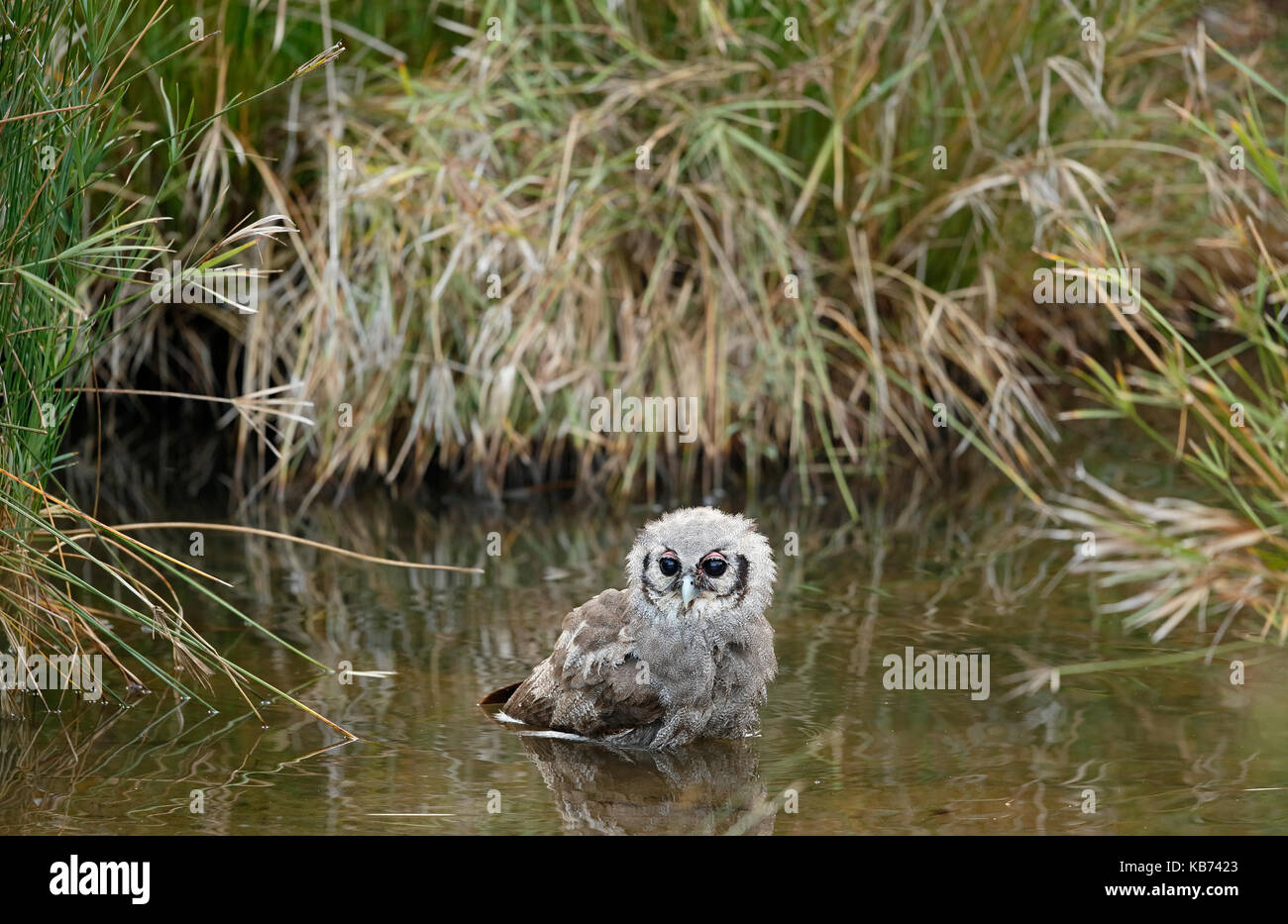 Verreaux's il gufo reale (Bubo lacteus) in acqua facendo un bagno, sud africa, Limpopo, parco nazionale Kruger Foto Stock