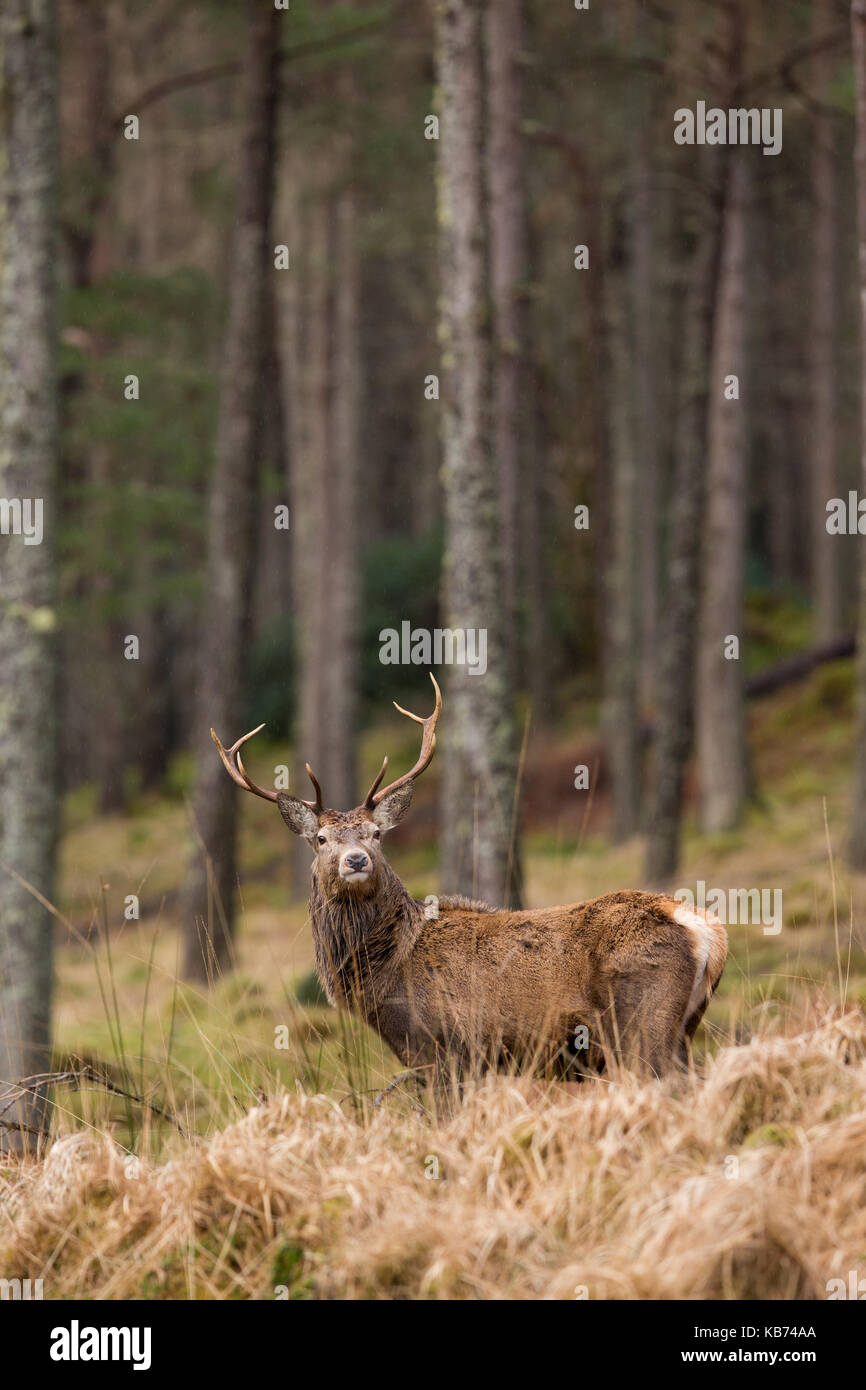 Il cervo (Cervus elaphus) rovistando in corrispondenza del bordo di un pino scozzese foresta di legno (Pinus sylvestris), Regno Unito, Scozia, Highlands scozzesi Foto Stock