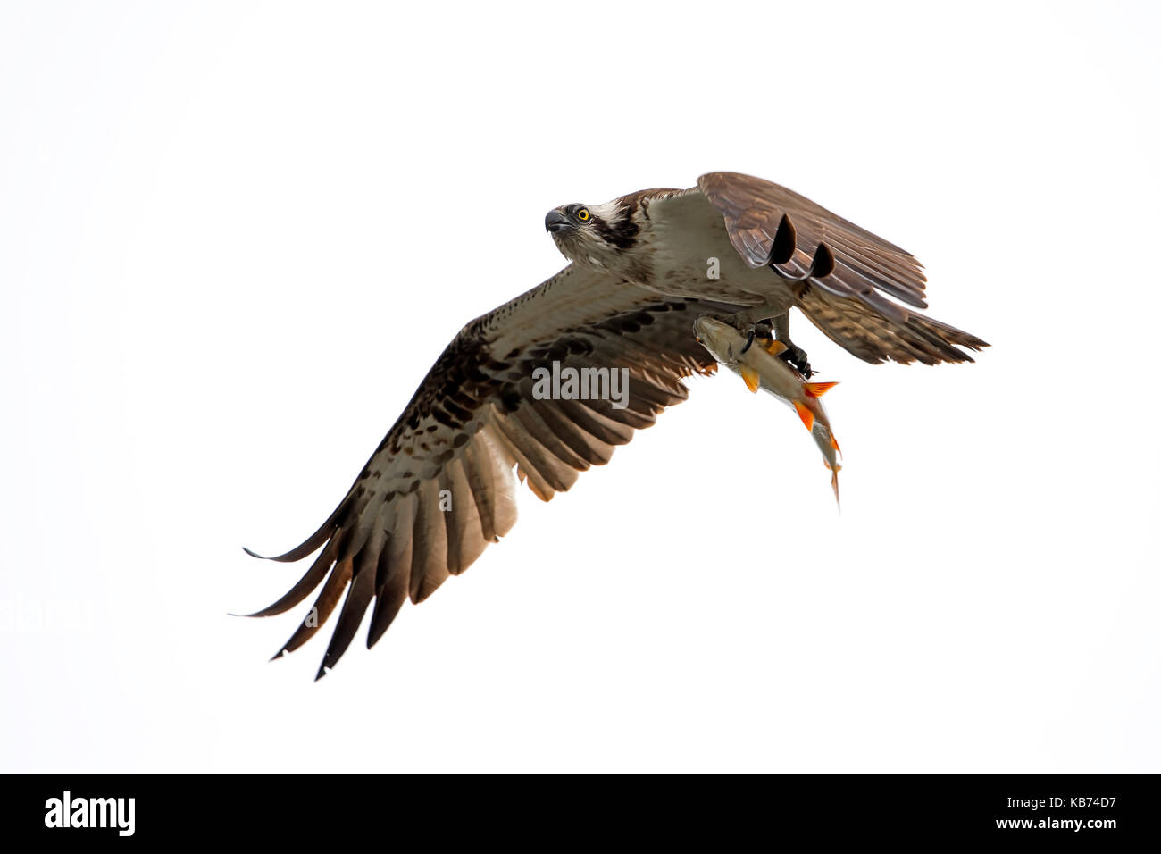 Falco pescatore (Pandion haliaetus) volare con un pesce in i suoi artigli, Paesi Bassi Overijssel, Kampen, ijssel Foto Stock