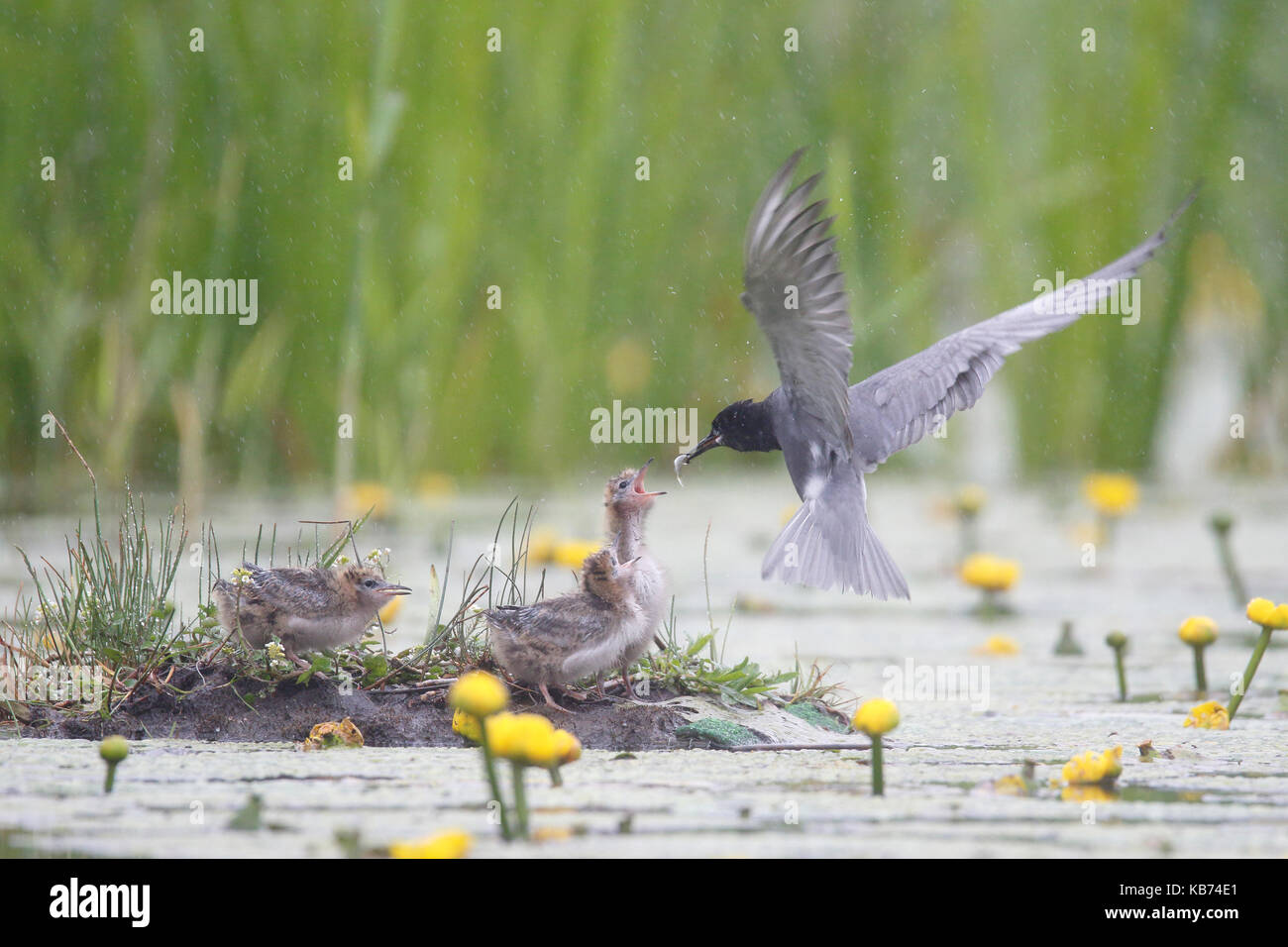 Black Tern (chlidonias niger) alimentazione di pulcini, Paesi Bassi Utrecht Foto Stock