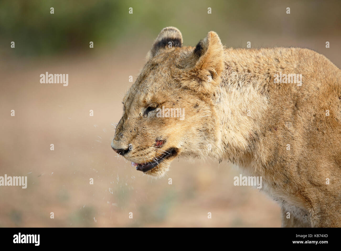 Lion (panthera leo) sub-adulto starnuti, Sud Africa - Mpumalanga Kruger National Park Foto Stock
