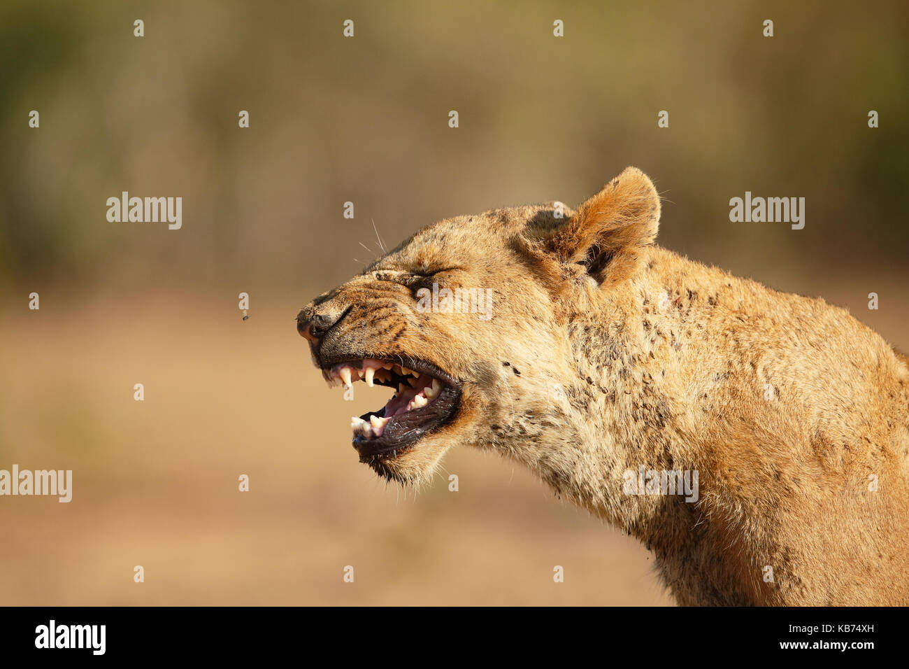 Lion (panthera leo) sub-adulto sbadigli, Sud Africa - Mpumalanga Kruger National Park Foto Stock