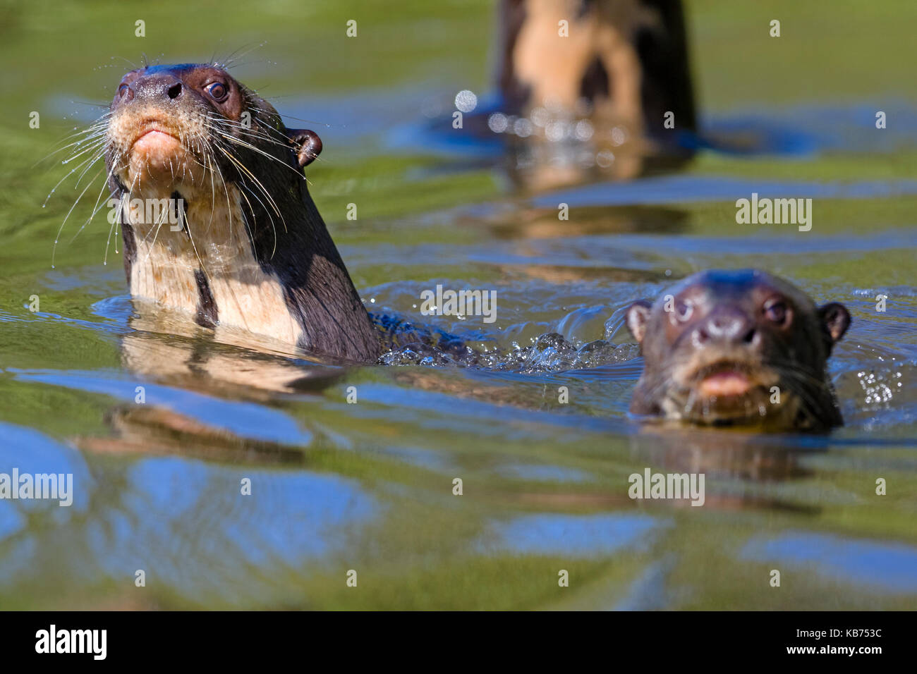 Lontra gigante (Pteronura brasiliensis) famiglia nuotare in acqua, Brasile, Mato Grosso, pantanal Foto Stock