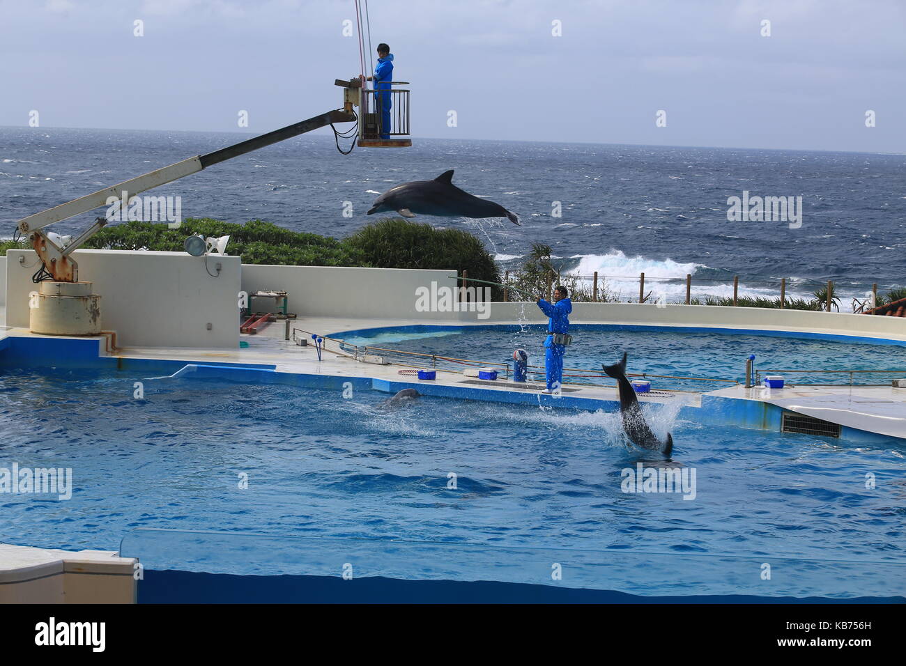 Falso Killer Whale agiscono in mostra a Okinawa Churaumi Aquarium Foto Stock