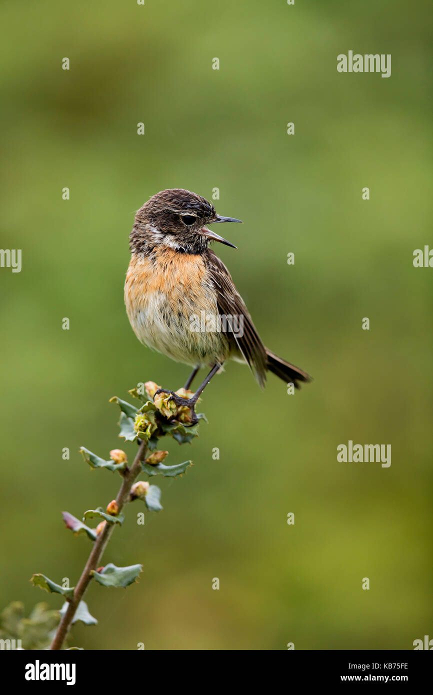 European stonechat (saxicola rubicola) femmina su un ramo di cantare, Spagna Estremadura, rio almonte Foto Stock