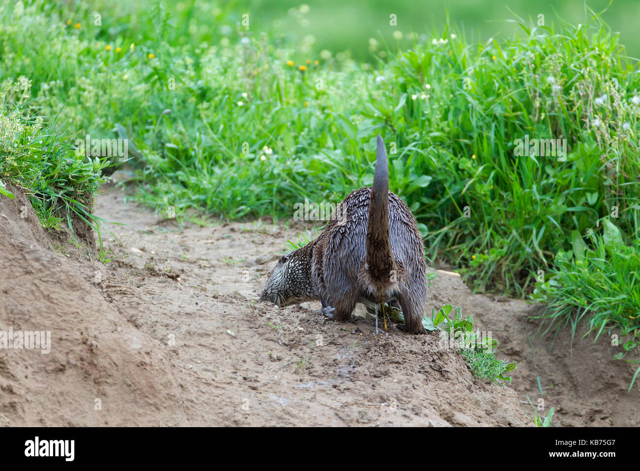 Rvier europea lontra (Lutra lutra) su riverside segnando il suo territorio, Spagna Estremadura, rio almonte Foto Stock