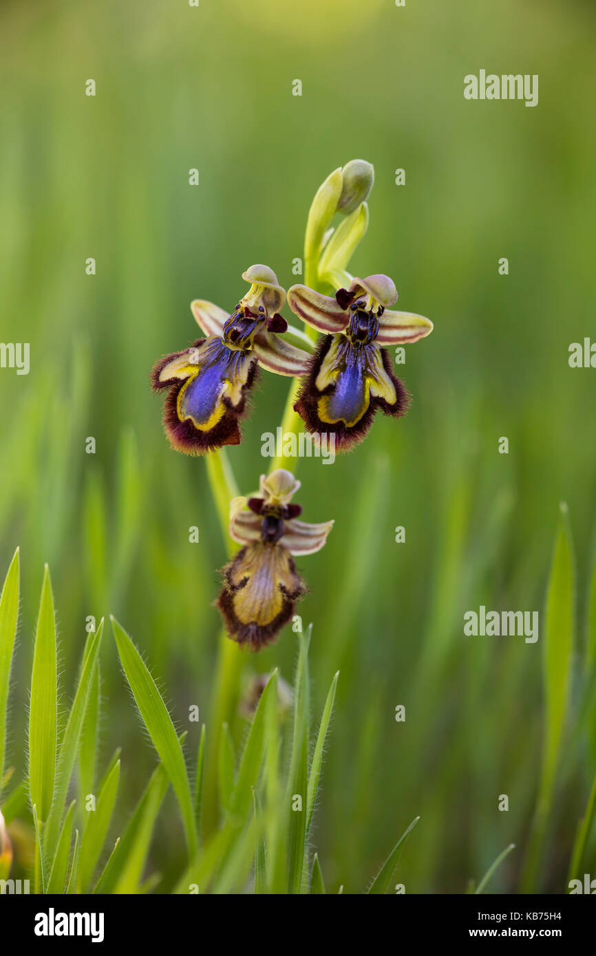 Specchio (orchidee ophrys speculum ssp. speculum) close-up, Spagna Estremadura, almaraz Foto Stock