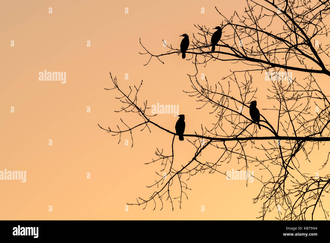 Cormorano (phalacrocorax carbo) adulti in una struttura ad albero silhouette, Paesi Bassi Utrecht, Utrechtse Heuvelrug Foto Stock