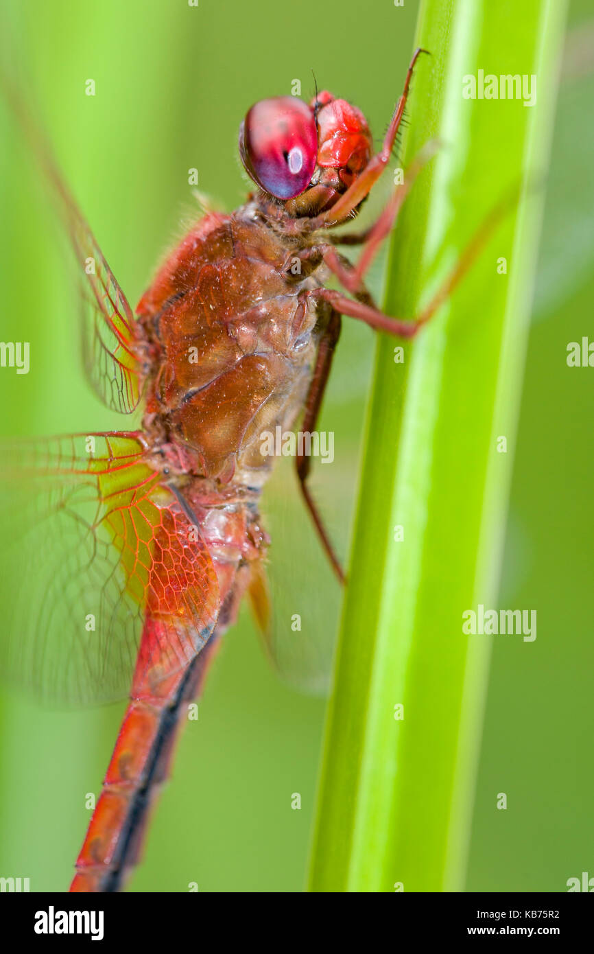 Ampia scarlet (crocothemis erythraea) maschio arroccato su una foglia, Paesi Bassi Overijssel, kanaal almelo-nordhorn Foto Stock