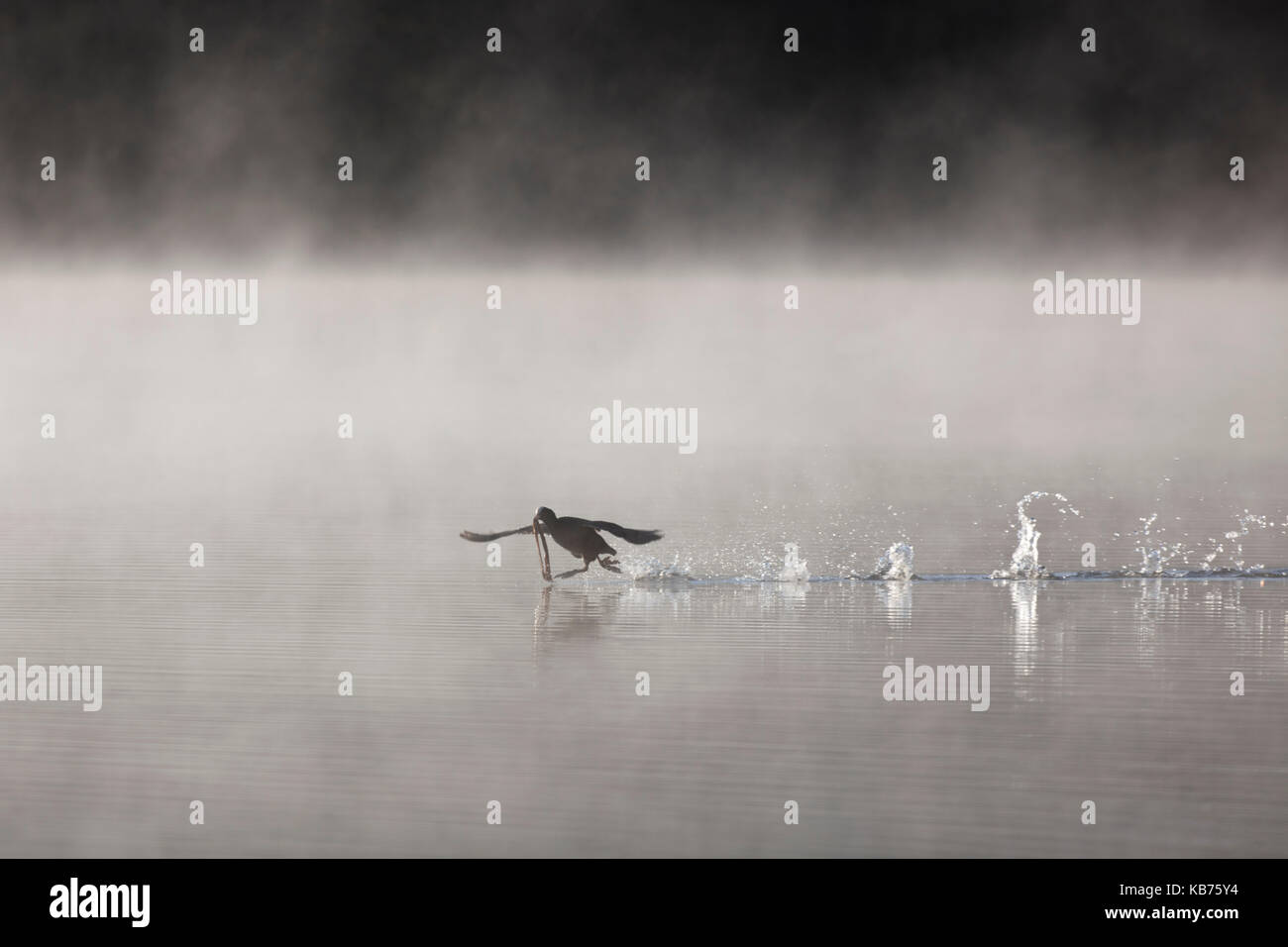 Comune folaga (fulica atra) volare attraverso la superficie di un lago misty, Inghilterra, devon, stover country park Foto Stock