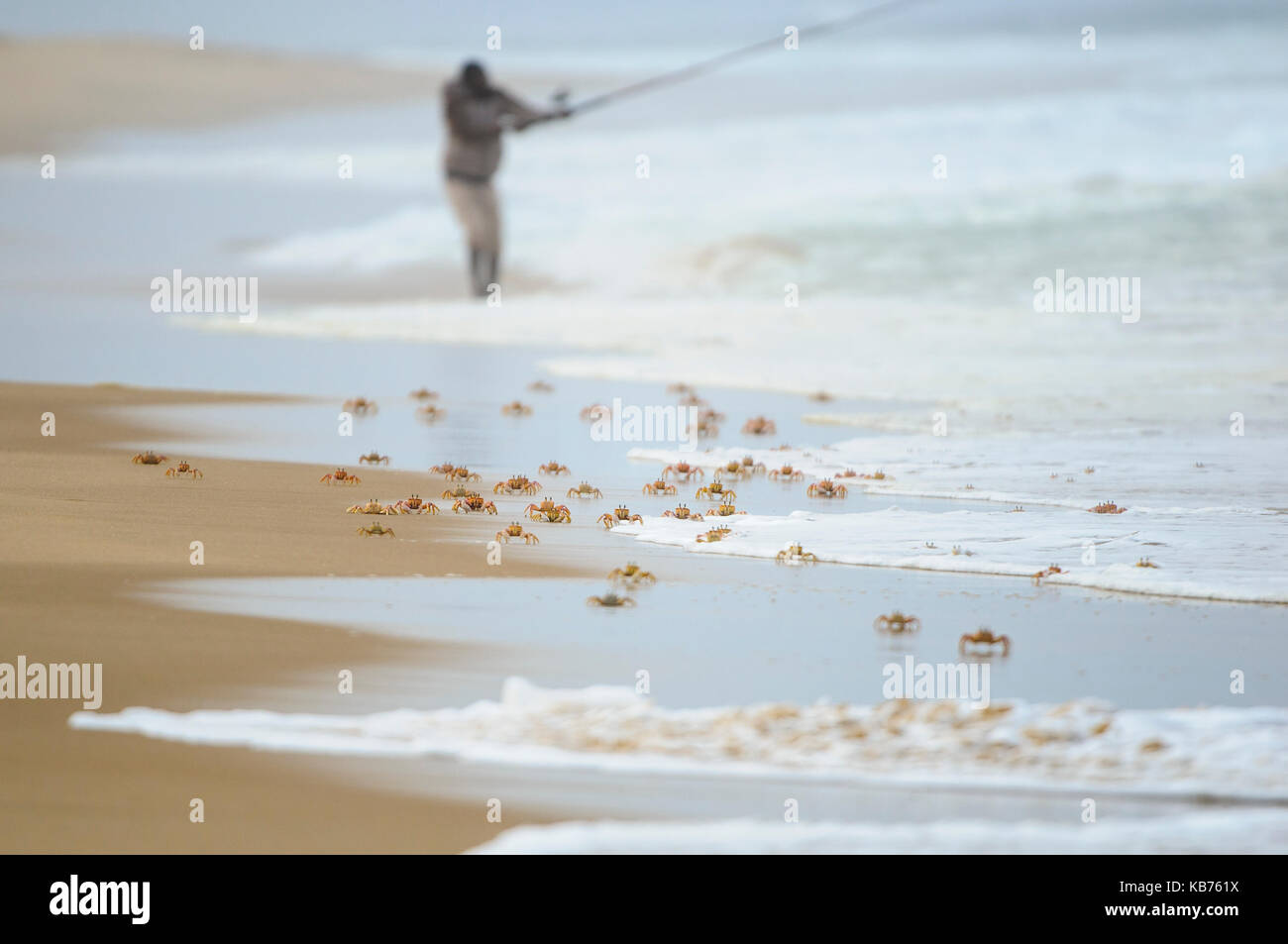 Rosa Granchi fantasma (ocypode ryderi) in esecuzione nella zona di surf e un pescatore in background, sud africa, kwazulu-natal, Oceano indiano, baia di Sodwana potete Foto Stock