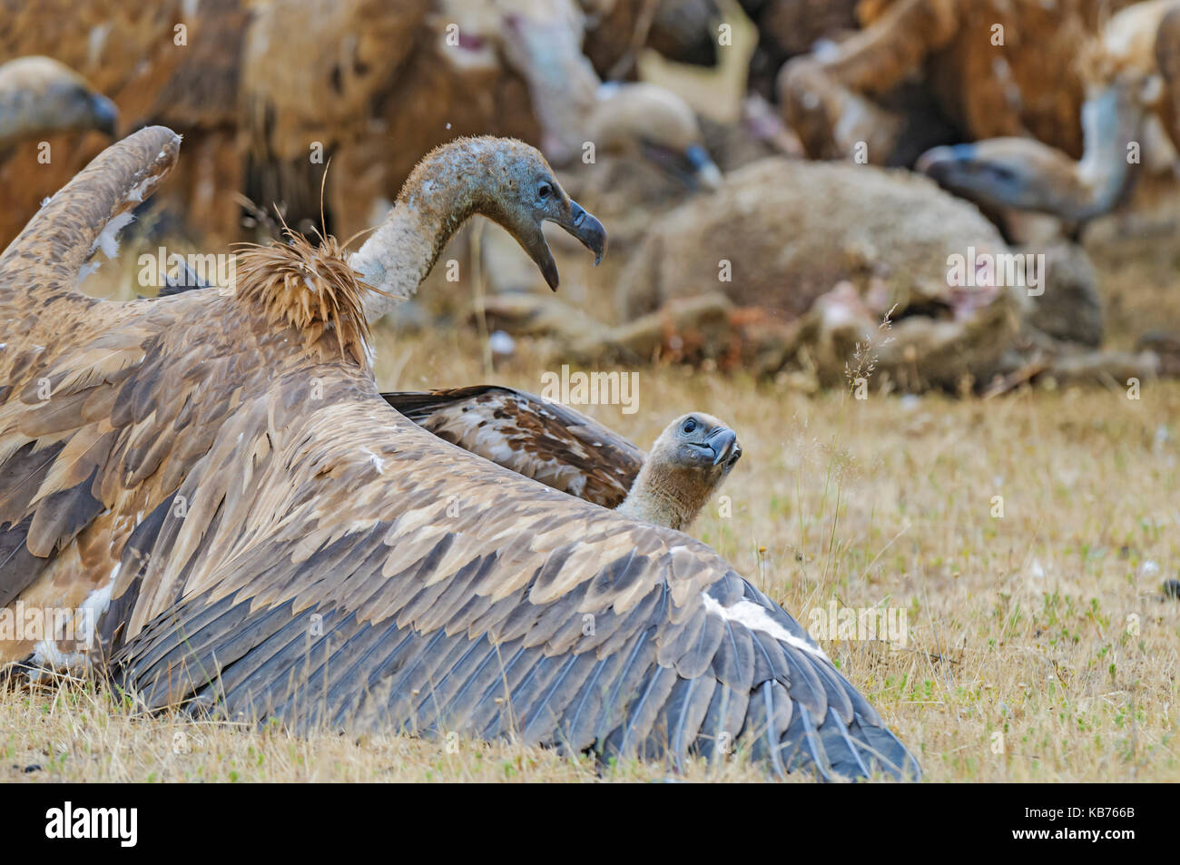 Grifoni (Gyps fulvus) combattimenti, Spagna Estremadura Foto Stock