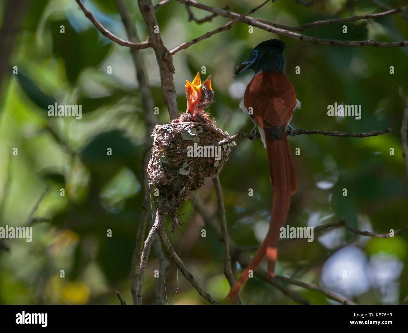 African Paradise Flycatcher (terpsiphone viridis) maschio alimenta la sua pulcini a nido, sud africa, Mpumalanga Foto Stock