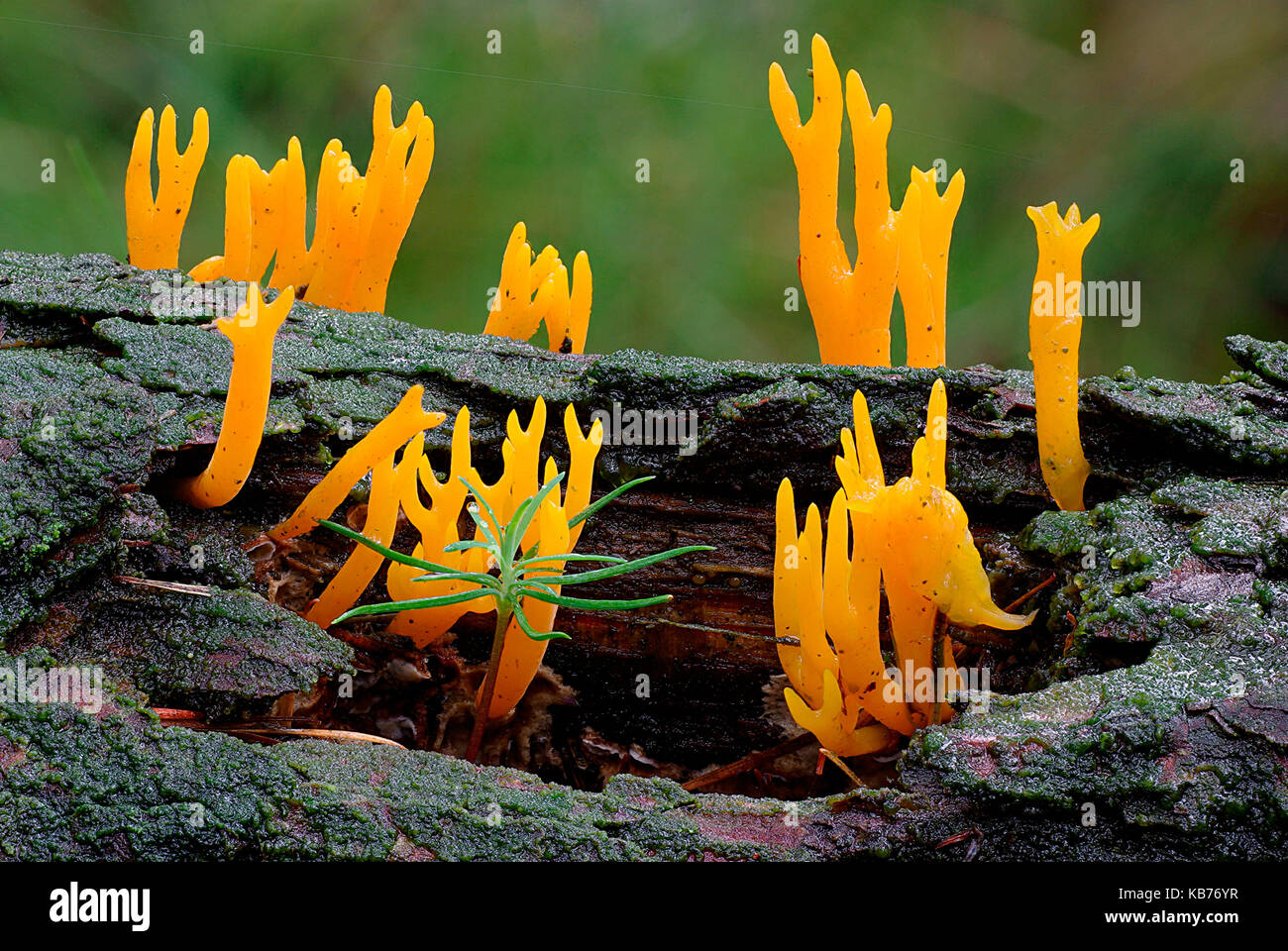Giallo staghorn fungo (calocera viscosa) cresce su albero morto, Paesi Bassi Drenthe, oosterzand Foto Stock