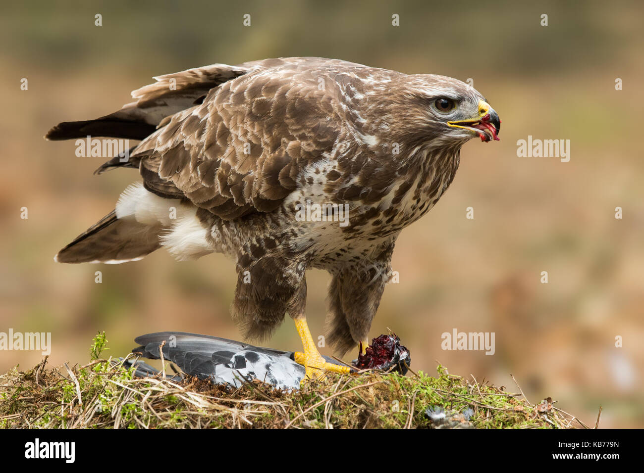 Comune poiana (Buteo buteo) alimentazione su un piccione, Belgio, kalmthout Foto Stock