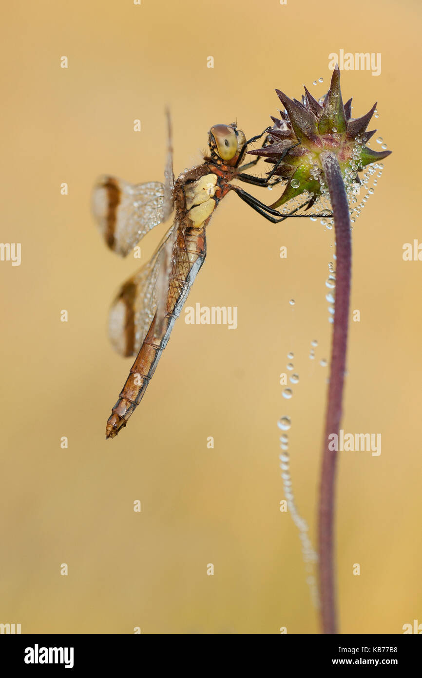 Nastrare darter (sympetrum pedemontanum) su Devil's-bit scabious (succisa pratensis), Paesi Bassi Overijssel Foto Stock