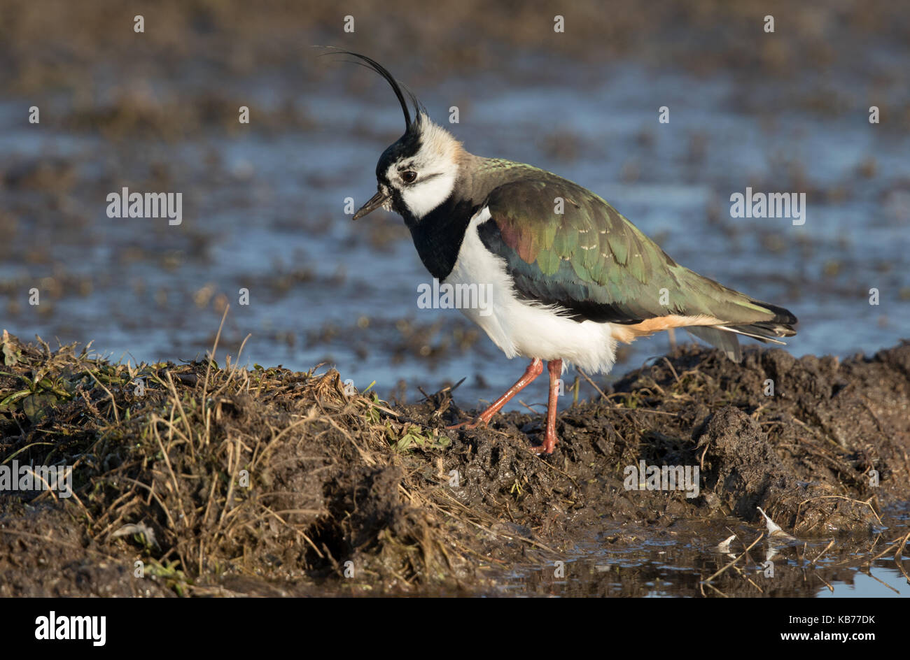Pavoncella (vanellus vanellus) foraggio su mudflat, Paesi Bassi, Gelderland, polder arkemheen Foto Stock