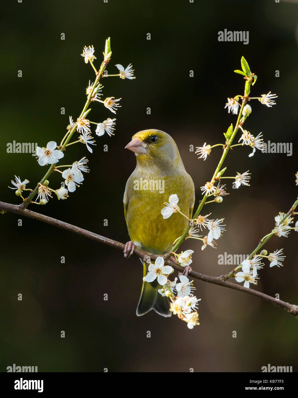 Verdone europeo (chloris chloris) appollaiato sul ramo di cherry plum (prunus cerasifera) con fiore bianco fiori, Paesi Bassi Drenthe Foto Stock