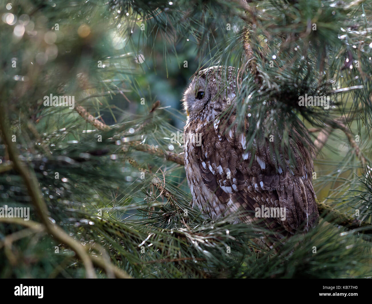 Allocco (Strix aluco) adulto, arroccato in pino e guardando a sinistra, Paesi Bassi, Zuid Holland Foto Stock