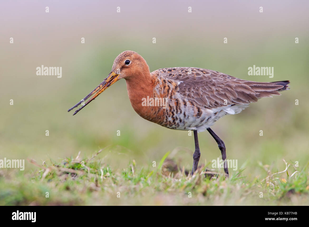 Nero-tailed godwit (Limosa limosa) rovistando in erba, Paesi Bassi, seevanck Foto Stock