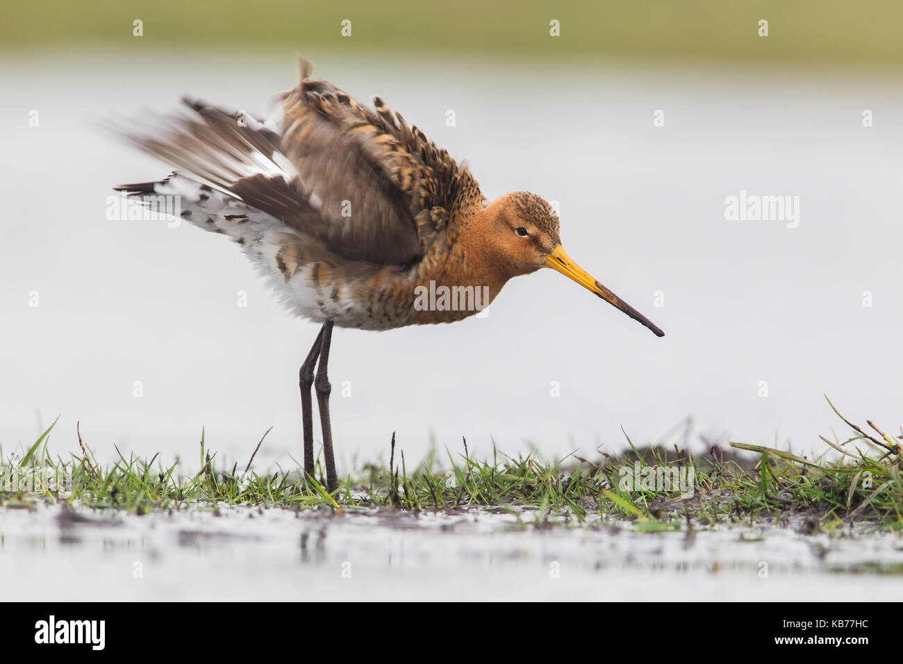 Nero-tailed godwit (Limosa limosa) arricciatura le sue piume, Paesi Bassi, seevanck Foto Stock