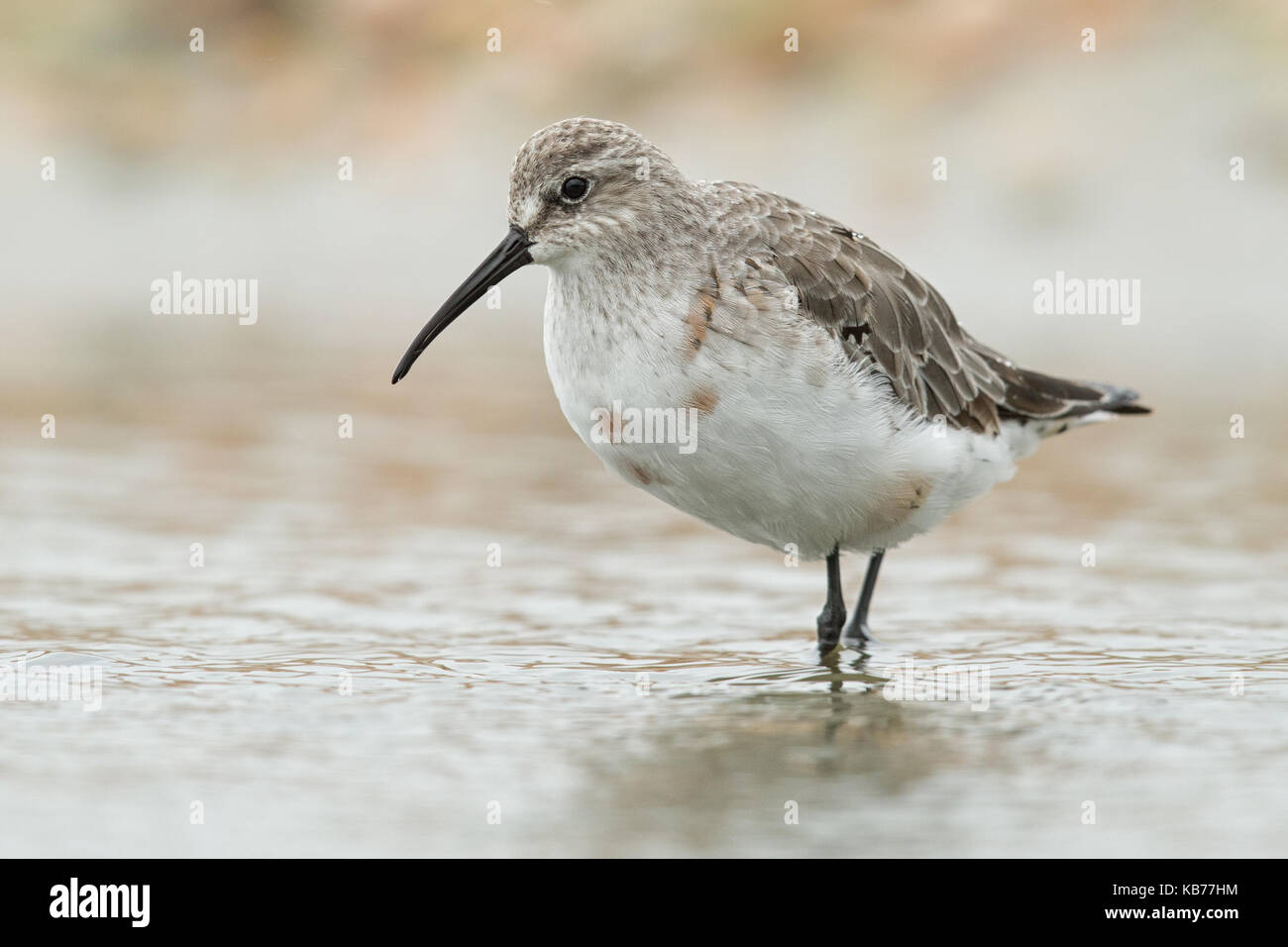 Curlew sandpiper (calidris ferruginea) capretti in piedi in acqua poco profonda, Paesi Bassi, wieringermeer Foto Stock