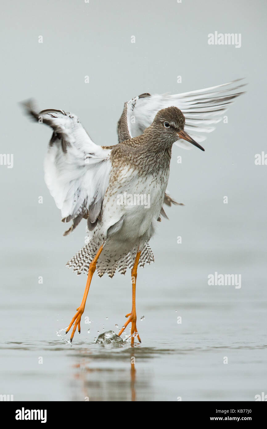 Comune (redshank tringa totanus) sbattimenti le sue ali dopo la balneazione, Paesi Bassi, wieringermeer Foto Stock