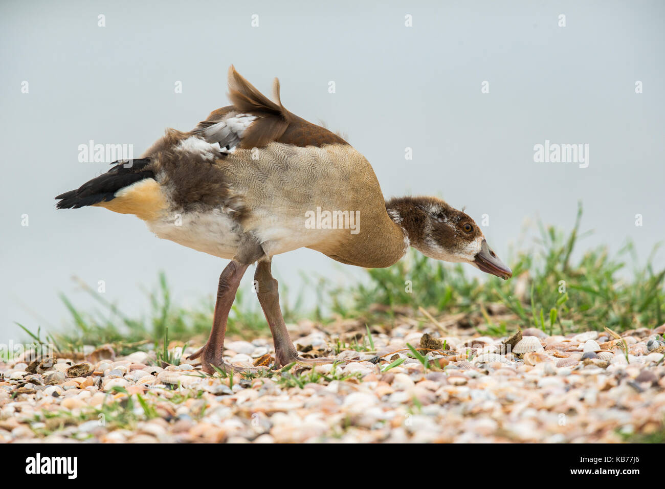 Oca egiziana (alopochen aegyptiaca) capretti rovistando sul suolo coperto di conchiglie, i Paesi Bassi, wieringermeer Foto Stock