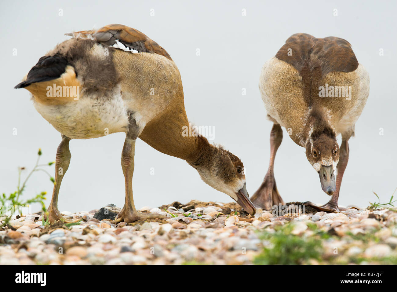 Oca egiziana (alopochen aegyptiaca) novellame rovistando sul suolo coperto di conchiglie, i Paesi Bassi, wieringermeer Foto Stock