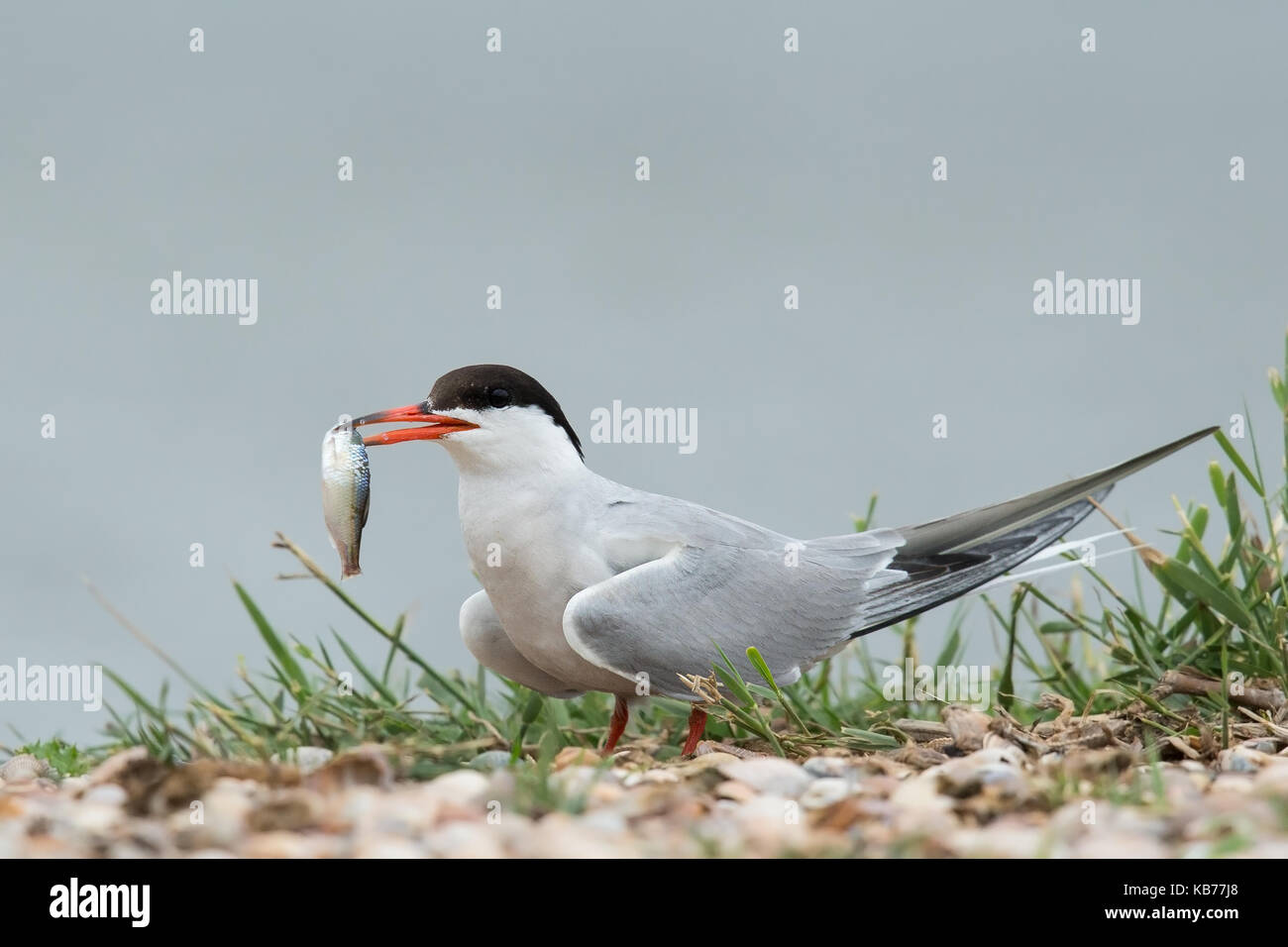 Tern comune (Sterna hirundo) sul terreno con un pesce nel suo bill, Paesi Bassi, wieringermeer Foto Stock