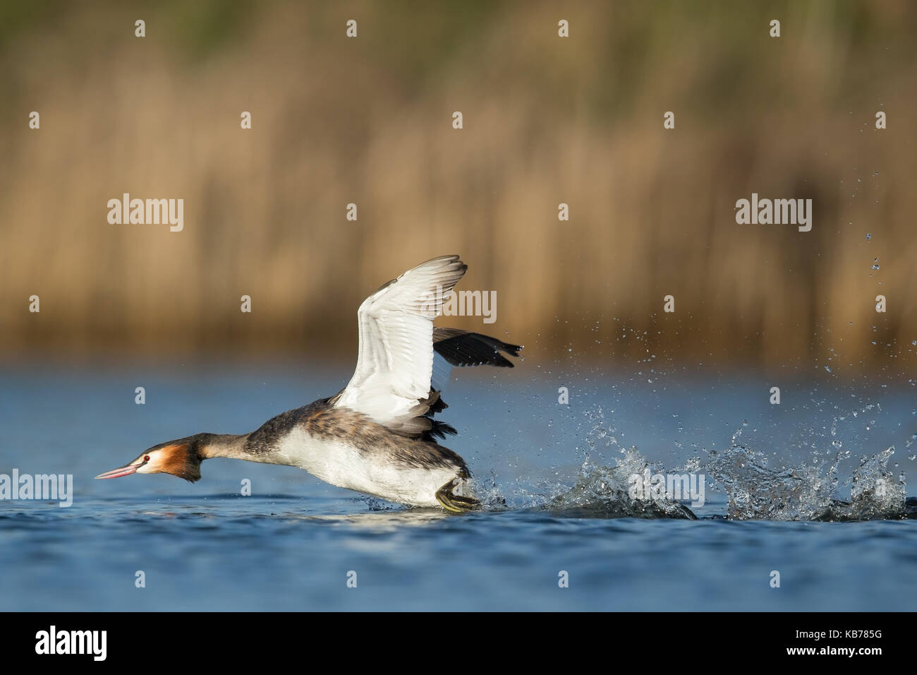 Svasso maggiore (Podiceps cristatus) in esecuzione sull'acqua, Paesi Bassi NOORD-HOLLAND, wieringermeer Foto Stock