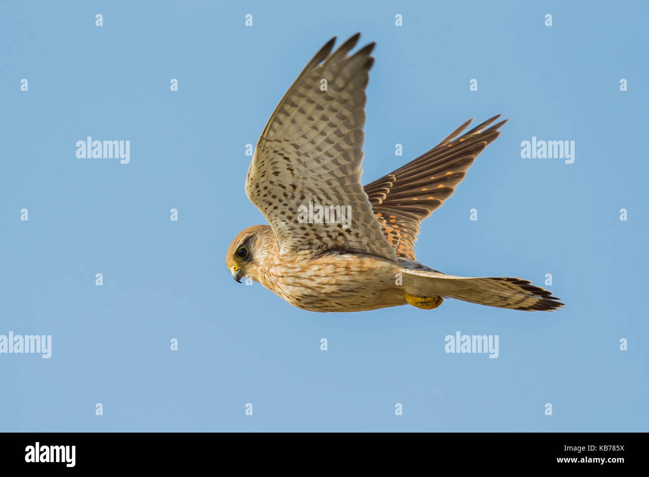 Comune di gheppio (Falco tinnunculus) in volo, Paesi Bassi NOORD-HOLLAND, wieringermeer Foto Stock